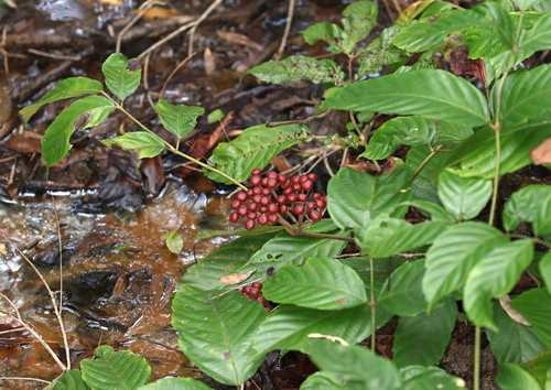 Red Leea (Leea rubra)