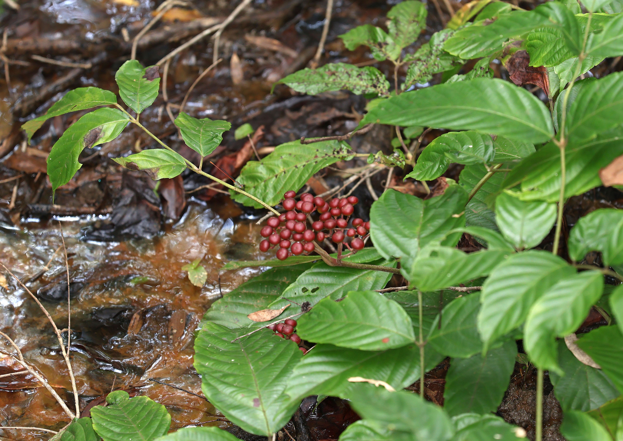 Red Leea (Leea rubra)