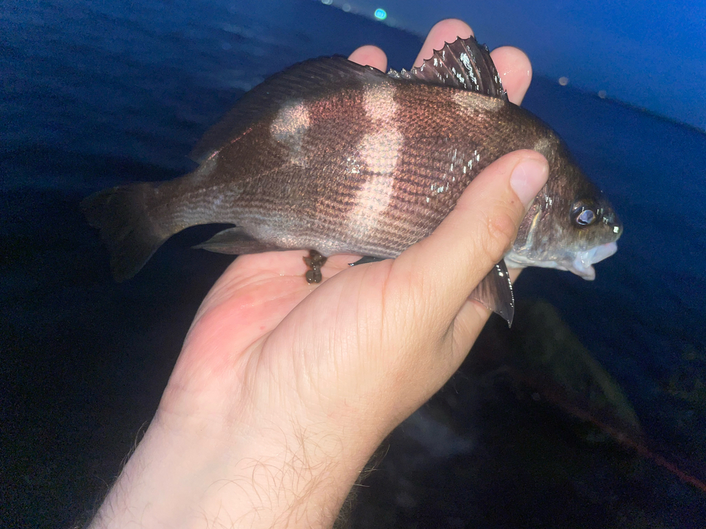 Black croaker (Cheilotrema saturnum) — Sciaenidae