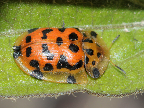 Aethiopocassis imbuta