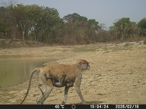 Patas Monkey