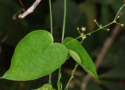 Vincetoxicum flexuosum observed 2026-02-21