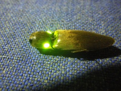 Pyrophorus noctilucus