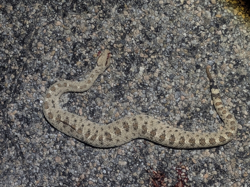 Sidewinder