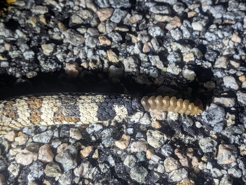 Sidewinder