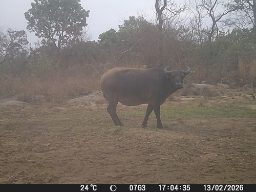 Sudanese Buffalo