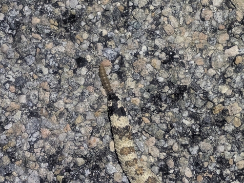 Sidewinder