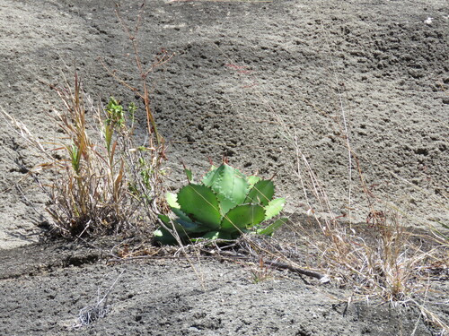 Agave cupreata