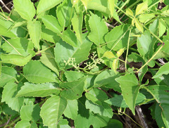 Causonis trifolia, photograph (c) Lachlan Copeland, some rights reserved (CC BY-SA)