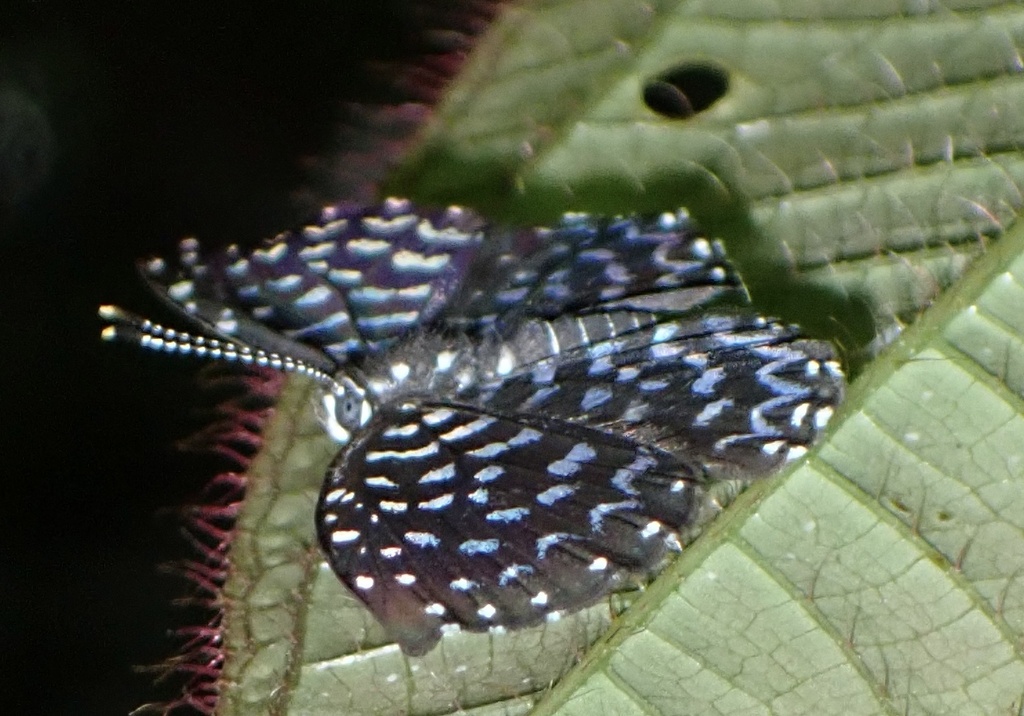 Napaea actoris