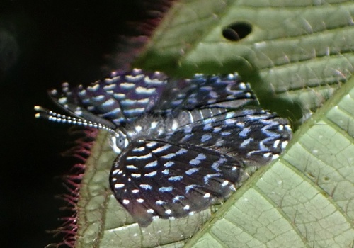 Napaea actoris