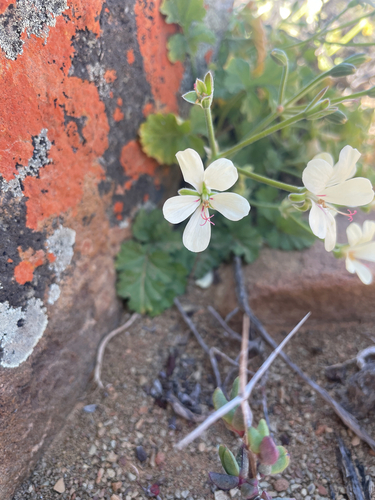 Pelargonium stipulaceum, photograph 6