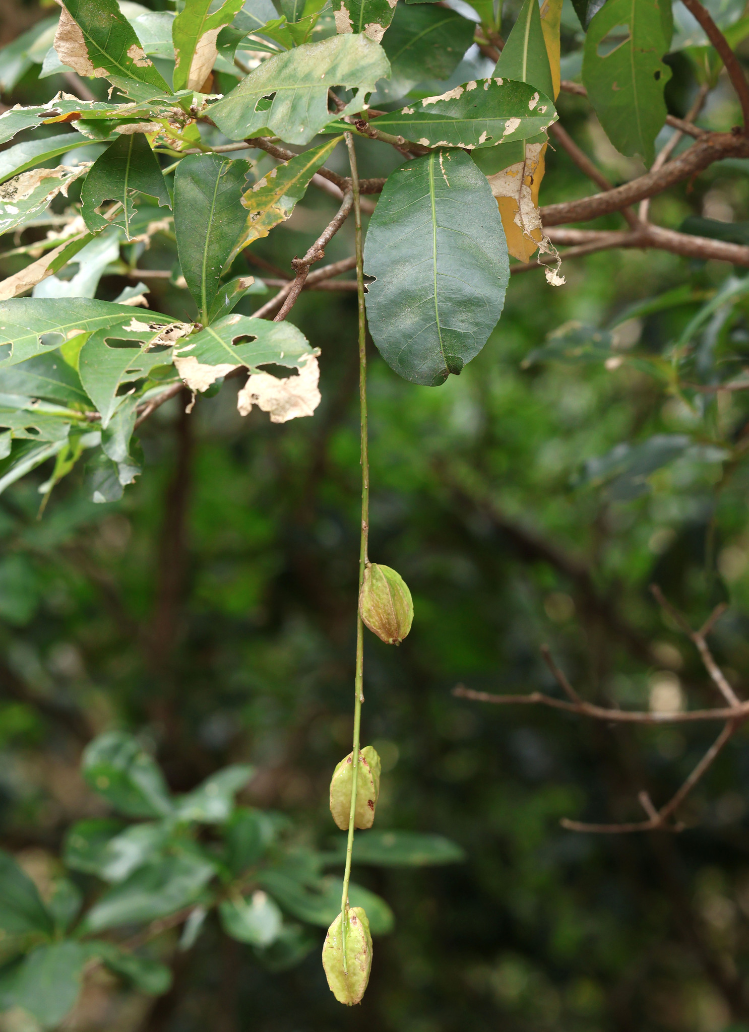 Freshwater Mangrove (Barringtonia acutangula)