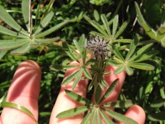 Lupinus guadalupensis
