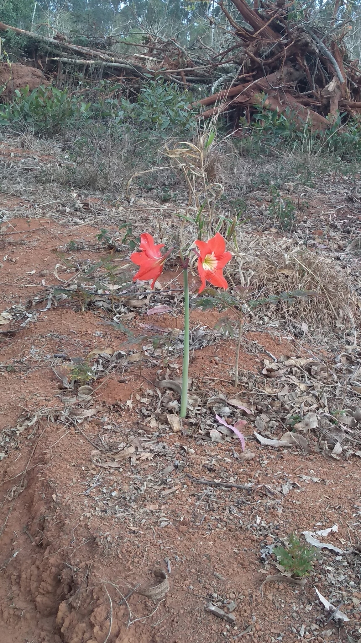 Hippeastrum puniceum