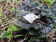 Peltigera neopolydactyla