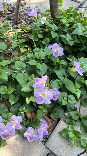 Chinese violet