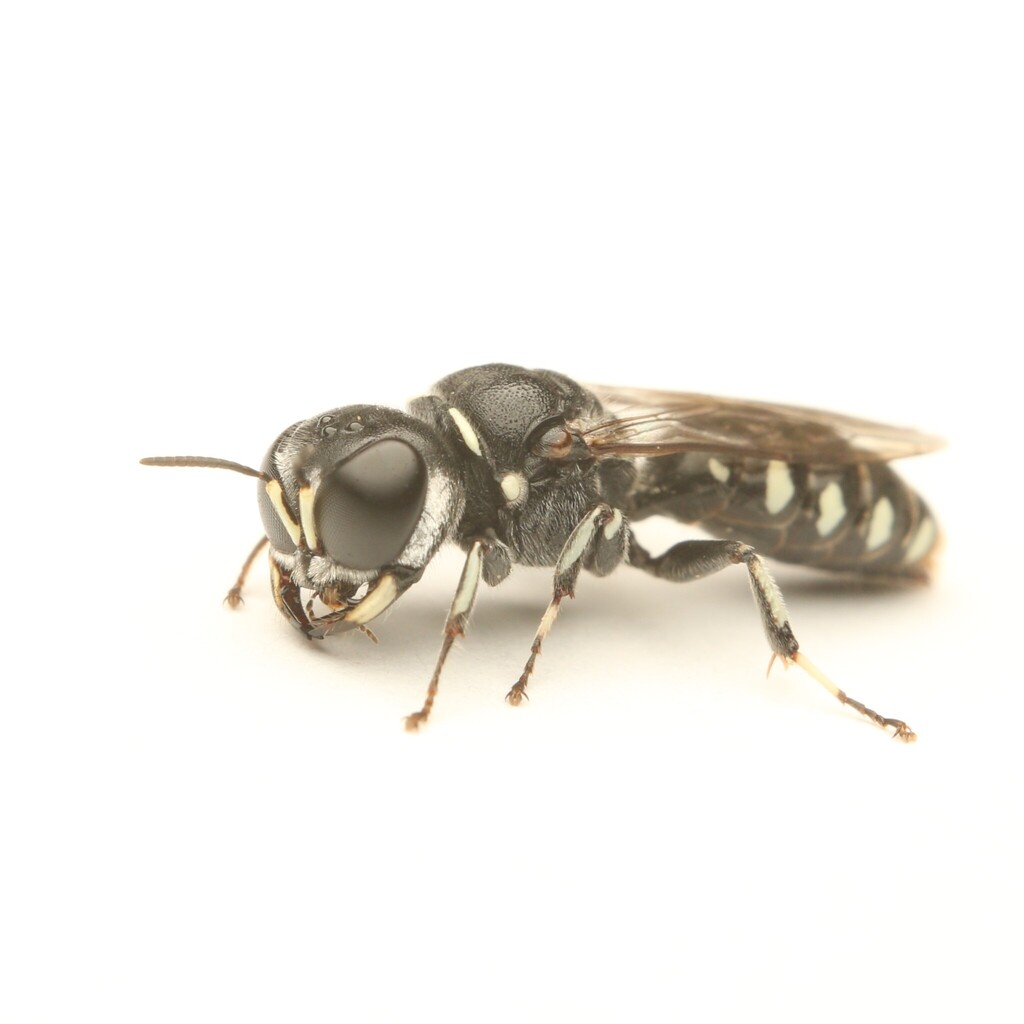 Ectemnius hebetescens