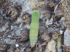 (c) Alexis López Hernández, some rights reserved (CC BY) Cephalocereus mezcalaensis, photograph (c) Alexis López Hernández, some rights reserved (CC BY)