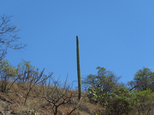 Cephalocereus mezcalaensis, photograph 5