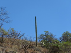 (c) Alexis López Hernández, some rights reserved (CC BY) Cephalocereus mezcalaensis, photograph (c) Alexis López Hernández, some rights reserved (CC BY)