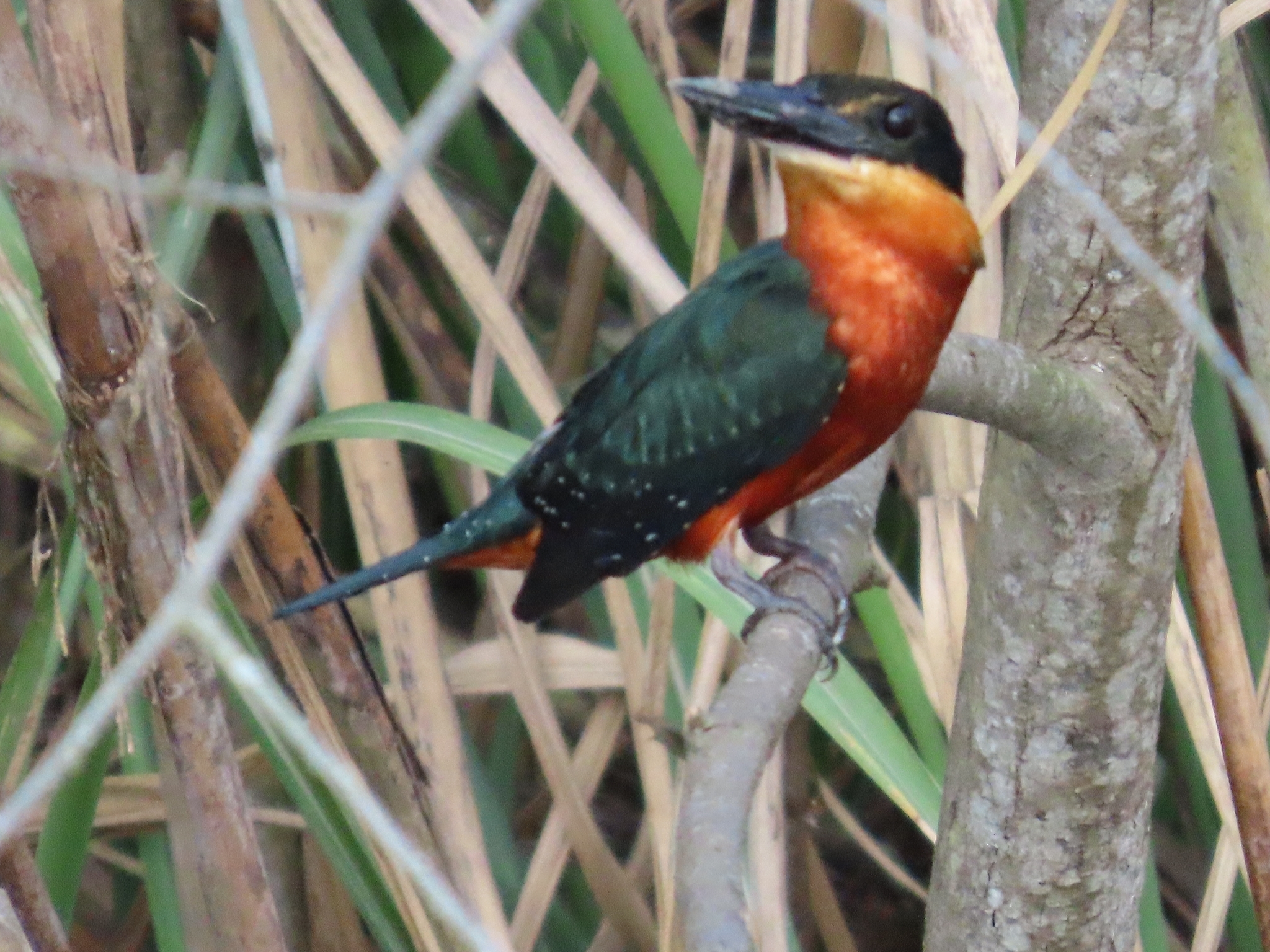 Green-and-rufous Kingfisher (Chloroceryle inda), photo 4