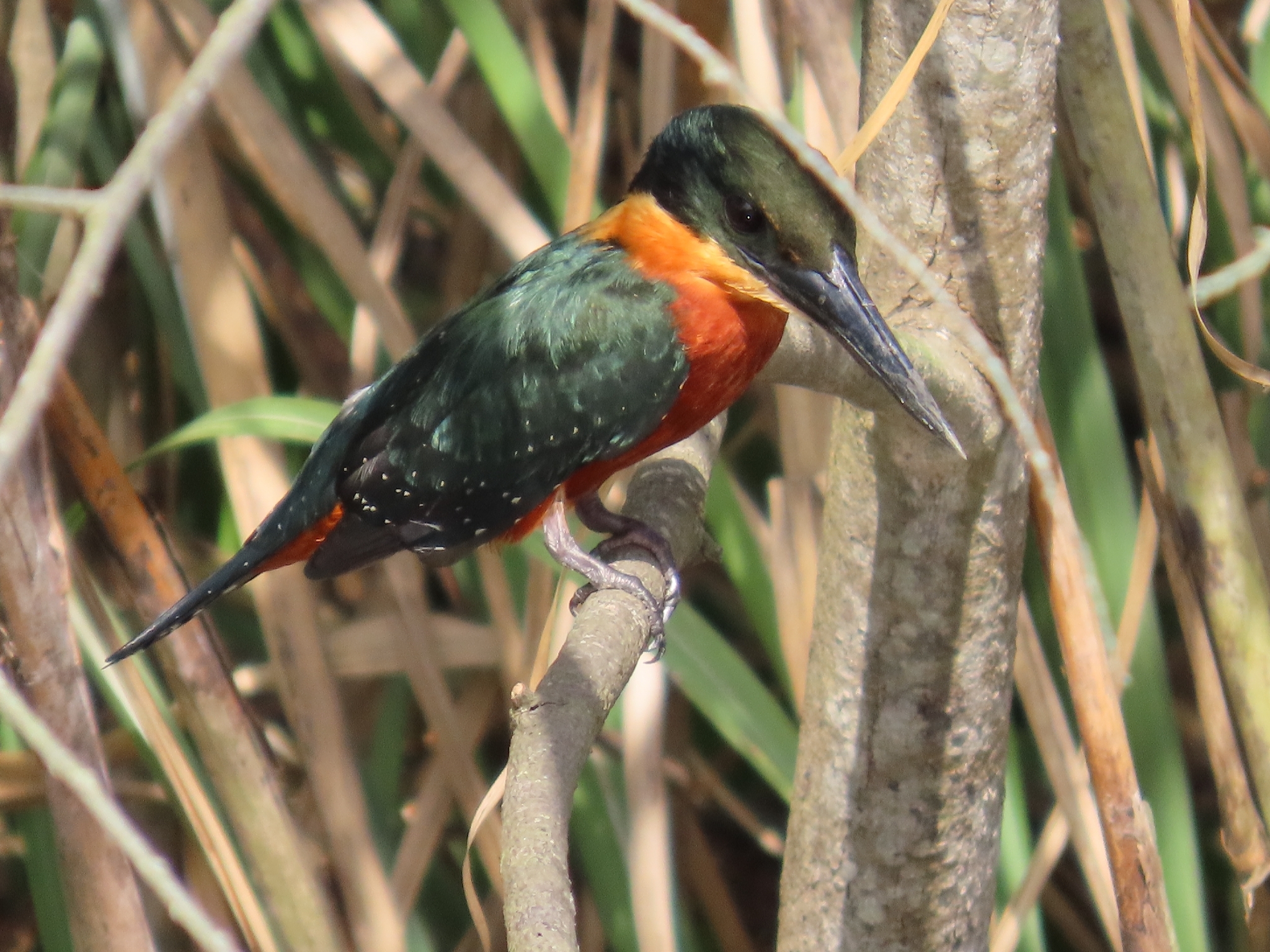 Green-and-rufous Kingfisher (Chloroceryle inda), photo 5
