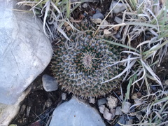 Mammillaria chionocephala