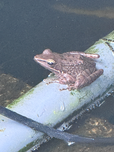 Chalcorana chalconota