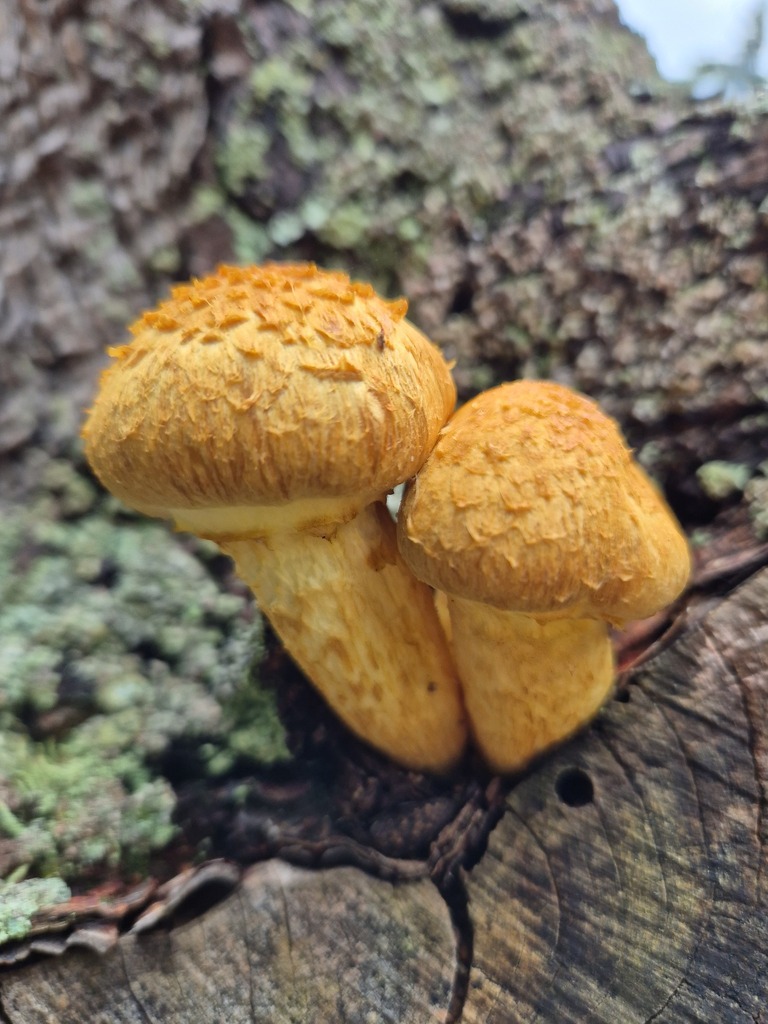 Gymnopilus junonius · February 2026 · photo: © judithswan (iNaturalist, cc-by)