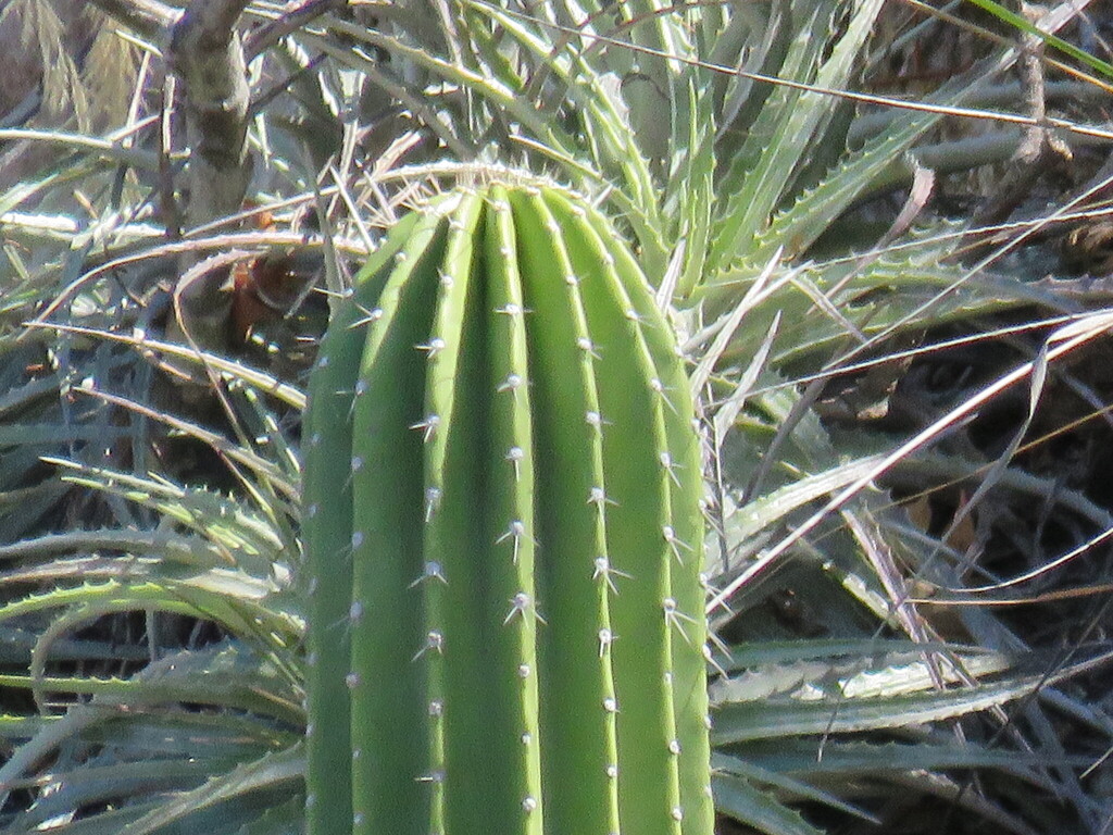 Cephalocereus mezcalaensis; photograph (c) Alexis López Hernández, some rights reserved (CC BY)