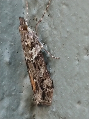 Eudonia submarginalis