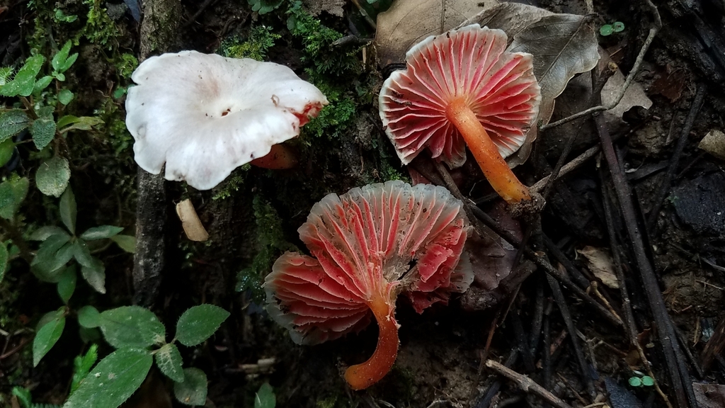 Hygrocybe mirabilis · February 2020 · photo: © alan_rockefeller (iNaturalist, cc-by-sa)