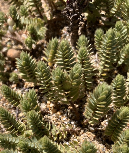Pimelea lyallii observed 2026-02-24