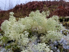 Cladonia ciliata tenuis
