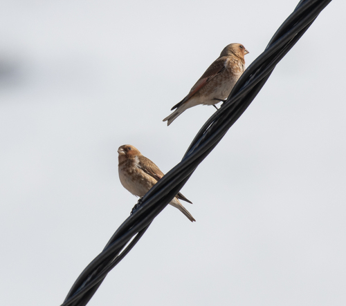Crimson-winged Finch (Rhodopechys sanguineus), photo 9