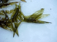 Fontinalis novae-angliae