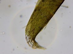 Fontinalis novae-angliae