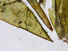 Fontinalis novae-angliae