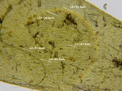 Fontinalis novae-angliae