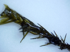 Fontinalis novae-angliae