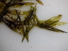 Fontinalis novae-angliae