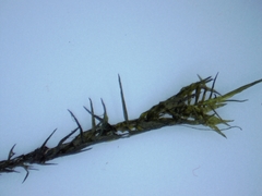 Fontinalis novae-angliae