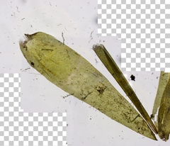 Fontinalis novae-angliae