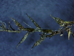 Fontinalis novae-angliae