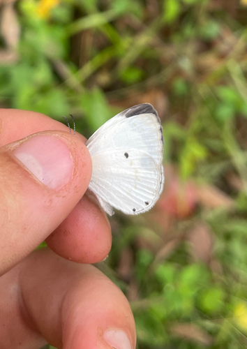 Untailed Ginger White