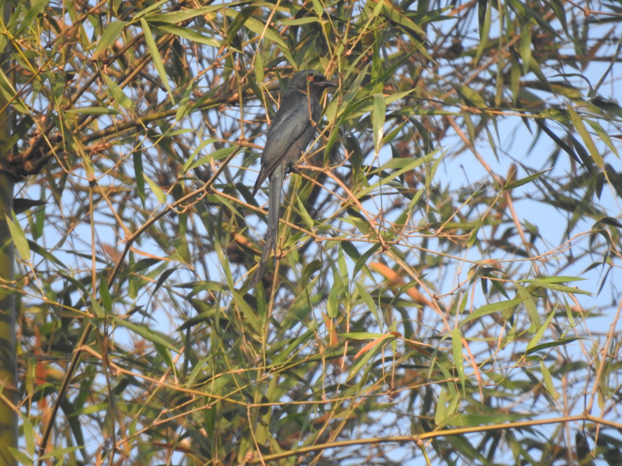 Ashy Drongo