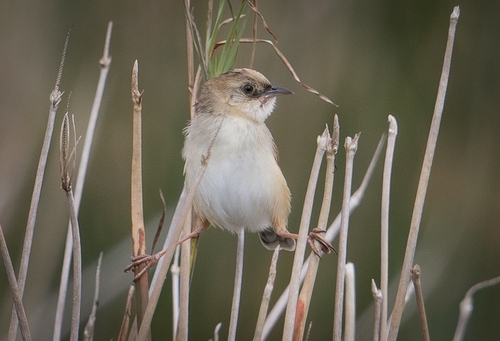 iNaturalist image