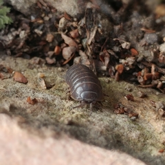 Armadillidium vulgare