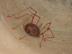Erythraeinae